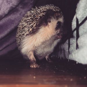 Meet your Posher, Kendall